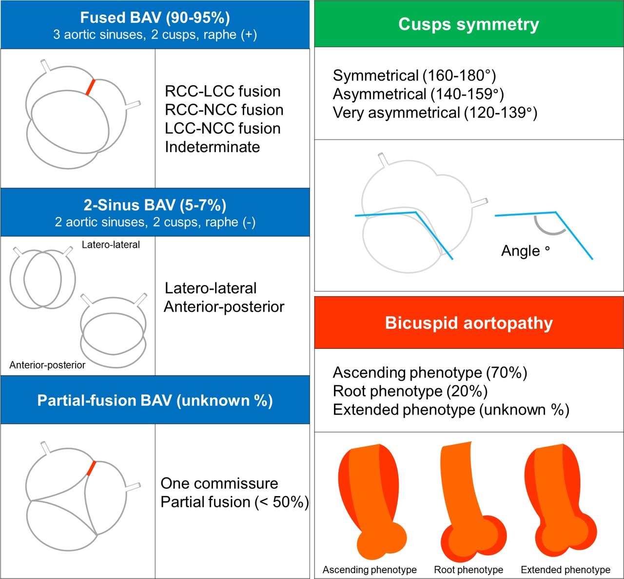 Bicuspid Aortic Valve Evolving Knowledge And New Questions Heart