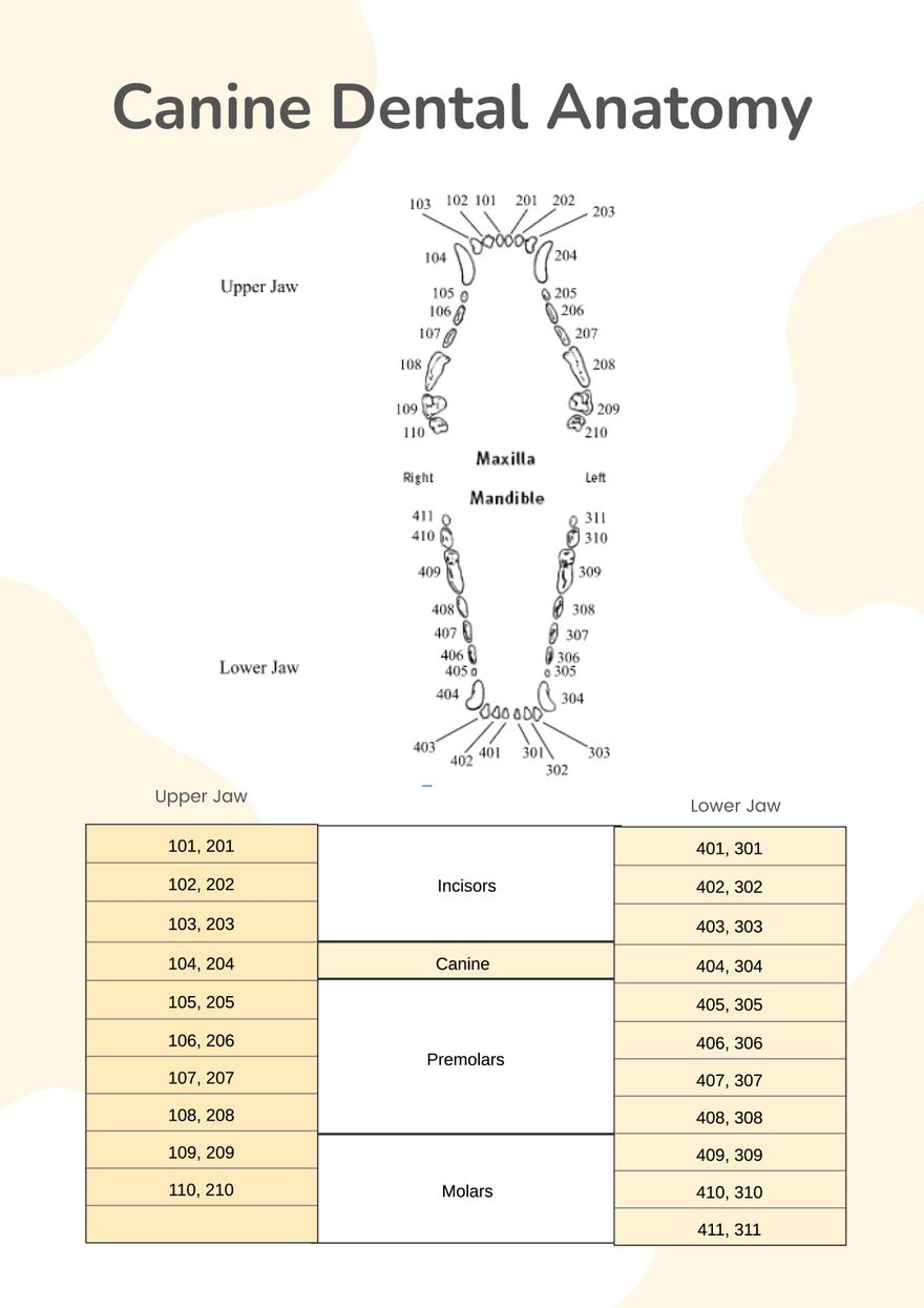 Dental Chart In Illustrator PDF Download Template