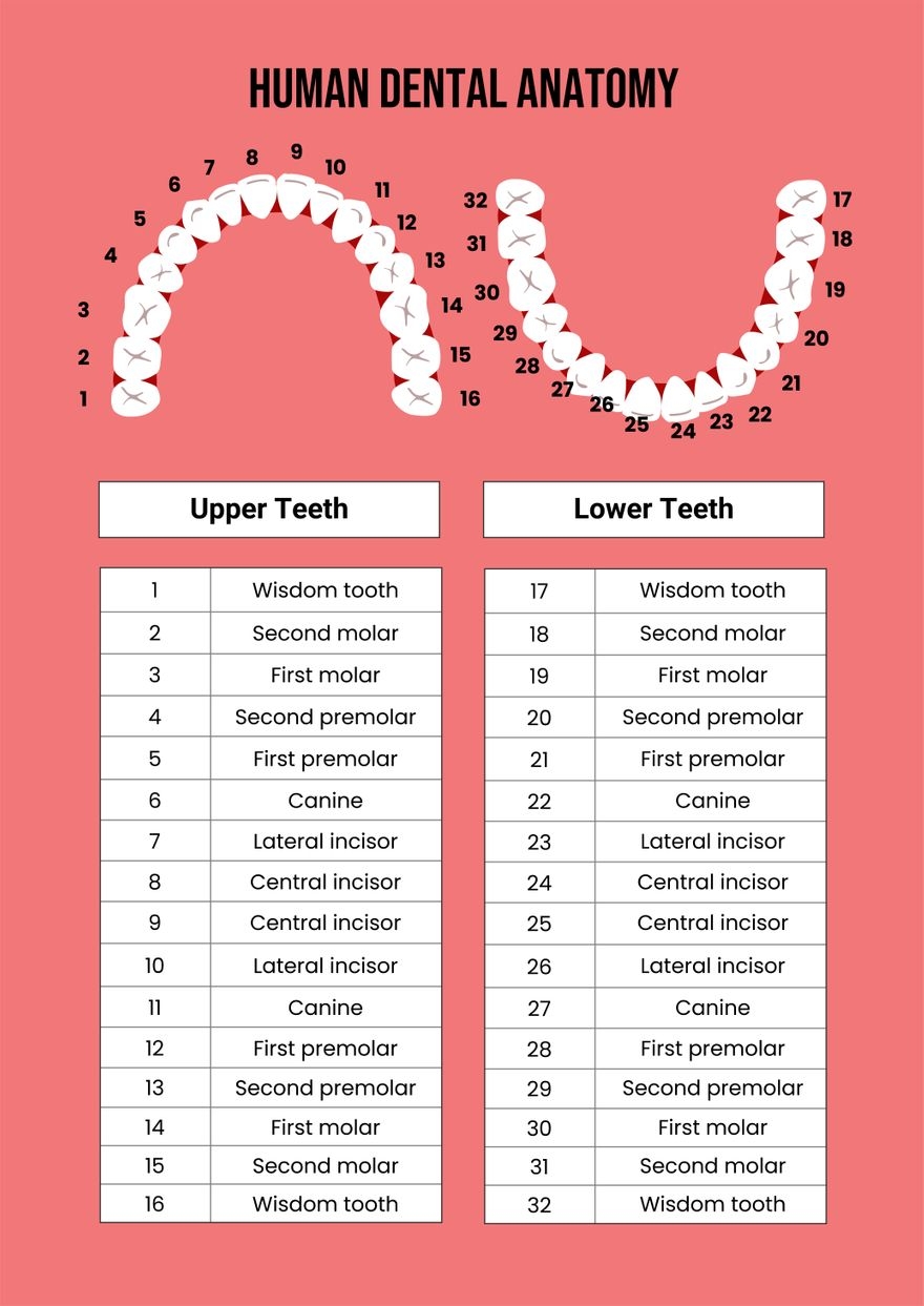 Dental Chart In Illustrator PDF Download Template