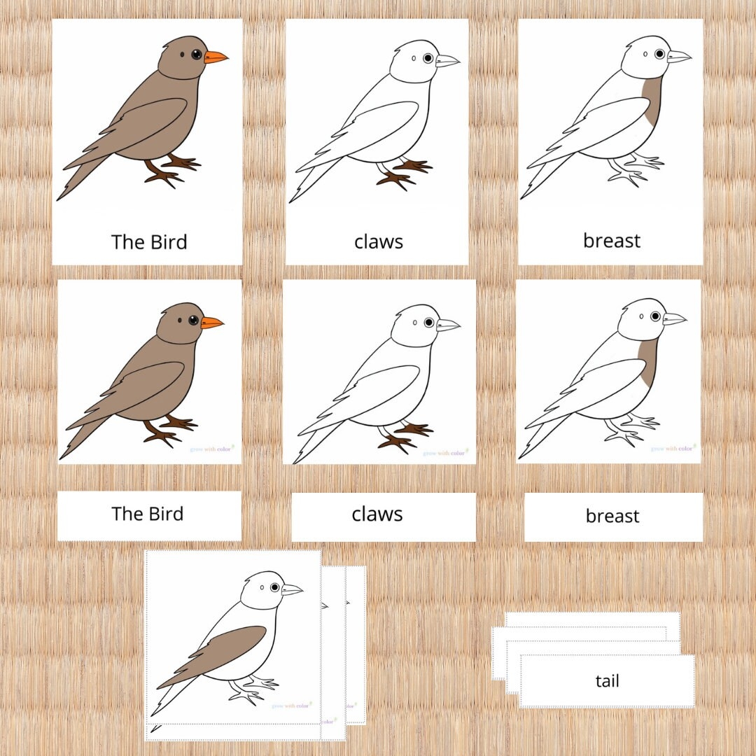 Parts Of The Bird Nomenclature Cards Etsy