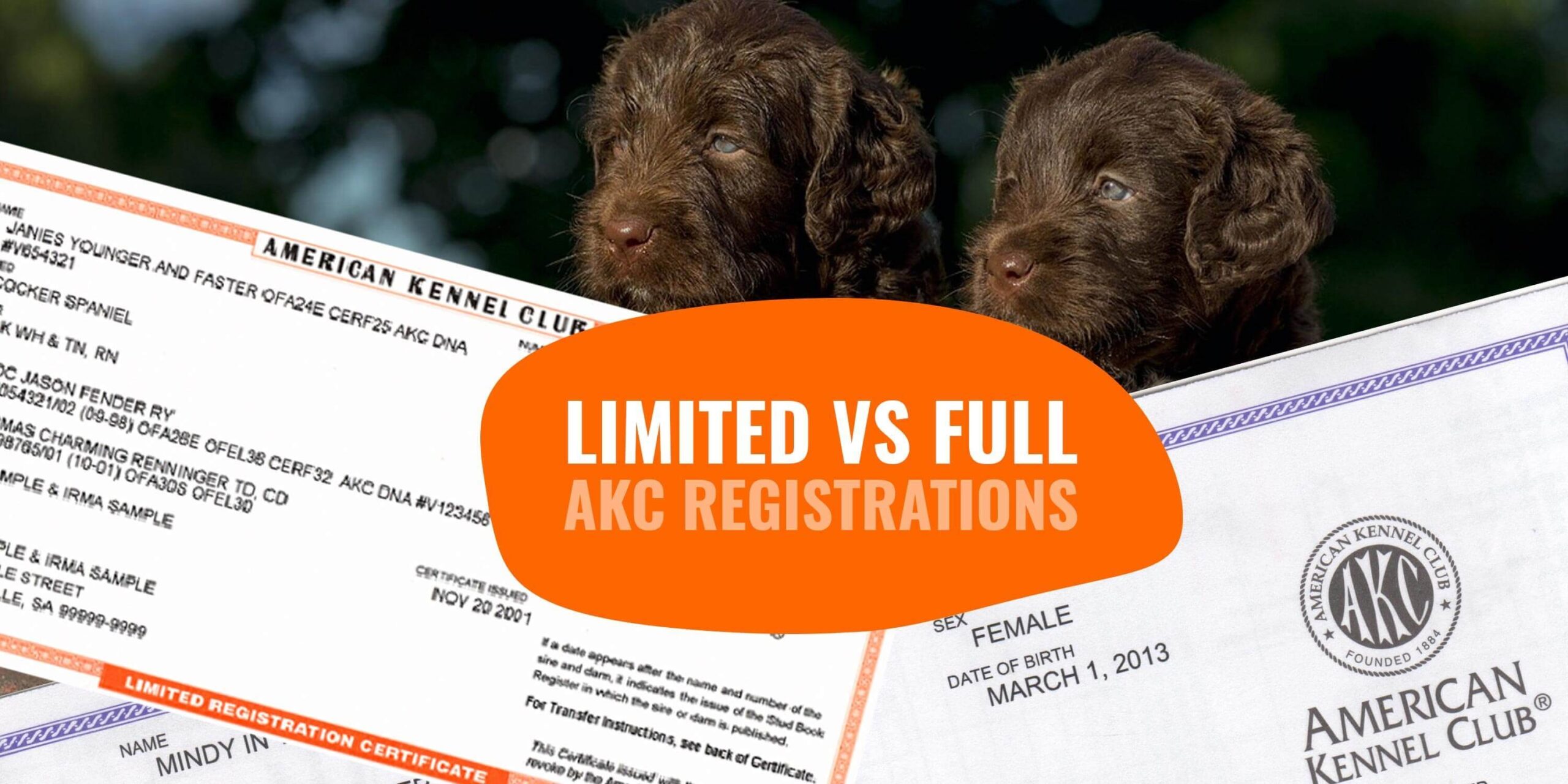 Puppy Registration Akc Store