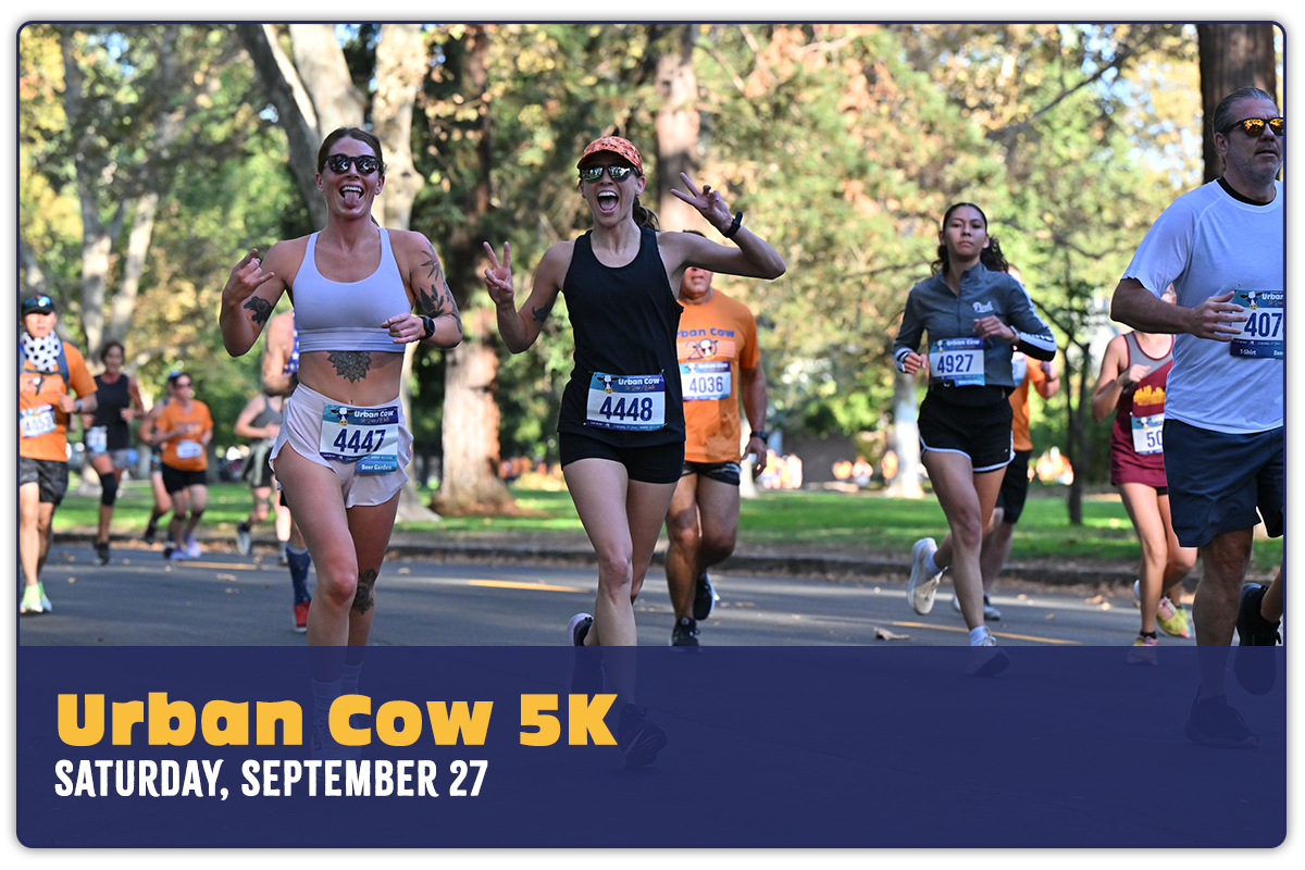 Urban Cow Half Marathon